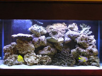 Rated #8: 90 Gallons Saltwater Fish Tank - Here is the upgrade Rated #8: 90 Gallons Saltwater Fish Tank - Here is the upgrade