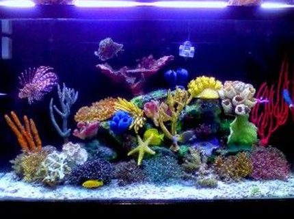 Rated #7: 120 Gallons Saltwater Fish Tank - My renovaded tannk !!!!!! new stuff to make even better !!!!! Rated #7: 120 Gallons Saltwater Fish Tank - My renovaded tannk !!!!!! new stuff to make even better !!!!!