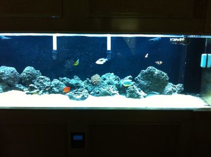 Rated #8: 125 Gallons Saltwater Fish Tank - my 125 gallon acrylic tank with a self built custom made solid maple stand Rated #8: 125 Gallons Saltwater Fish Tank - my 125 gallon acrylic tank with a self built custom made solid maple stand