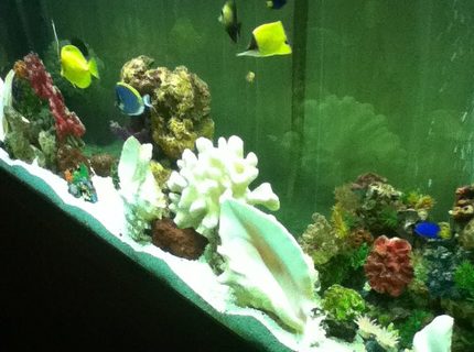 Rated #10: 150 Gallons Saltwater Fish Tank - go fish! Rated #10: 150 Gallons Saltwater Fish Tank - go fish!