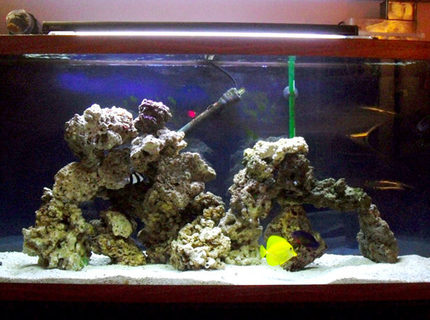 55 gallons saltwater fish tank (mostly fish, little/no live coral) - 55 gallon saltwater aquarium 55 gallons saltwater fish tank (mostly fish, little/no live coral) - 55 gallon saltwater aquarium