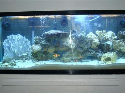 Rated #5: 55 Gallons Saltwater Fish Tank - My 55 gallon with 300 watt power compact lights, fluval 405 filter, 3 hydor coralia powerheads, 3 clowns and dragon wrasse Rated #5: 55 Gallons Saltwater Fish Tank - My 55 gallon with 300 watt power compact lights, fluval 405 filter, 3 hydor coralia powerheads, 3 clowns and dragon wrasse