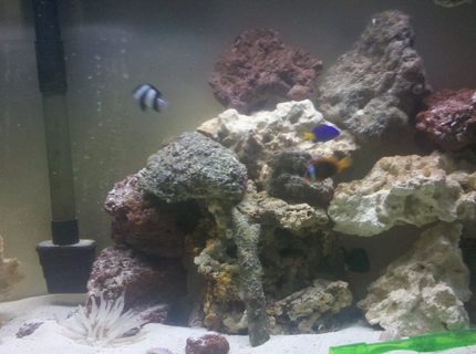 Rated #10: 29 Gallons Saltwater Fish Tank - Tank with new rocks Rated #10: 29 Gallons Saltwater Fish Tank - Tank with new rocks
