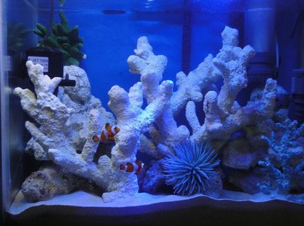 Rated #6: 20 Gallons Saltwater Fish Tank - My 20 Gallon saltwater fish only tank with artificial rocks Rated #6: 20 Gallons Saltwater Fish Tank - My 20 Gallon saltwater fish only tank with artificial rocks