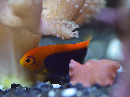 Rated #4: 29 Gallons Saltwater Fish Tank - Flameback Angel Rated #4: 29 Gallons Saltwater Fish Tank - Flameback Angel
