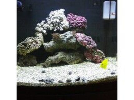 29 gallons saltwater fish tank (mostly fish, little/no live coral) - new rock 29 gallons saltwater fish tank (mostly fish, little/no live coral) - new rock