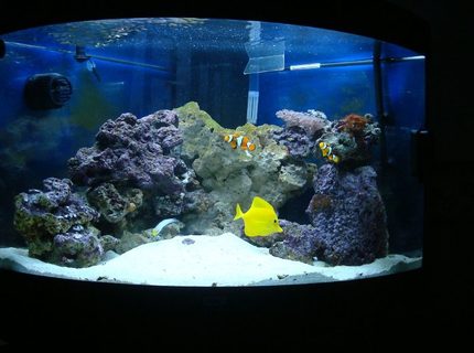 Rated #5: 50 Gallons Saltwater Fish Tank - Juwel Trigon 190 about 5 weeks after purchase. Rated #5: 50 Gallons Saltwater Fish Tank - Juwel Trigon 190 about 5 weeks after purchase.