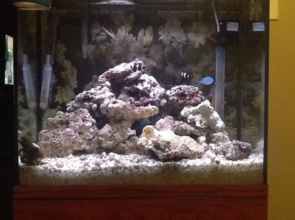90 gallons saltwater fish tank (mostly fish, little/no live coral) - A small 25g Salt Water tank. This is just an easy quick set-up I used. 90 gallons saltwater fish tank (mostly fish, little/no live coral) - A small 25g Salt Water tank. This is just an easy quick set-up I used.