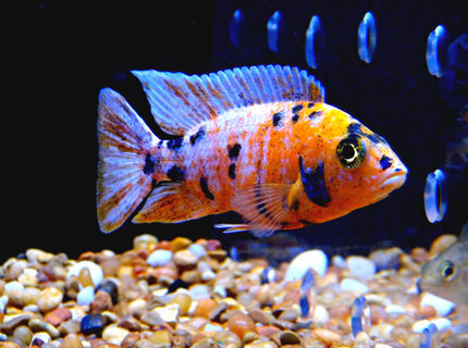 125 gallons saltwater fish tank (mostly fish, little/no live coral) - Orange Splash OB Peacock 125 gallons saltwater fish tank (mostly fish, little/no live coral) - Orange Splash OB Peacock