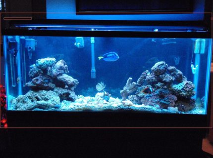 55 gallons saltwater fish tank (mostly fish, little/no live coral) - MY tank. Most thing in there are at least 2 years old. However, I have only had it for 3 months. I added the feather duster, 2 zebra gobies and 5 turbo snails, and a hermit crab. 55 gallons saltwater fish tank (mostly fish, little/no live coral) - MY tank. Most thing in there are at least 2 years old. However, I have only had it for 3 months. I added the feather duster, 2 zebra gobies and 5 turbo snails, and a hermit crab.