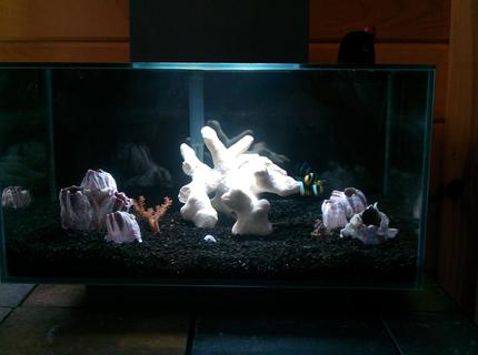 6 gallons saltwater fish tank (mostly fish, little/no live coral) - 6g Salt
2 black sebae clowns
2 kenya trees
1 cleaner shrimp 6 gallons saltwater fish tank (mostly fish, little/no live coral) - 6g Salt
2 black sebae clowns
2 kenya trees
1 cleaner shrimp