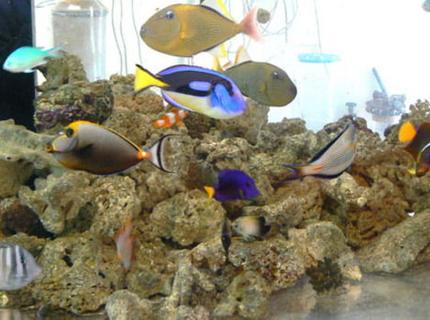 55 gallons saltwater fish tank (mostly fish, little/no live coral) - fish only saltwater tank; test : why people don't upload saltwater tanks? 55 gallons saltwater fish tank (mostly fish, little/no live coral) - fish only saltwater tank; test : why people don't upload saltwater tanks?