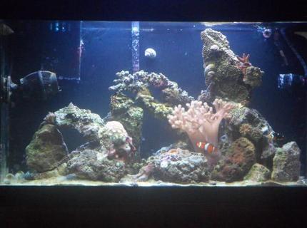33 gallons saltwater fish tank (mostly fish, little/no live coral) - One Year Old, Always in progress! 33 gallons saltwater fish tank (mostly fish, little/no live coral) - One Year Old, Always in progress!