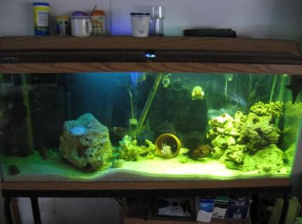 55 gallons saltwater fish tank (mostly fish, little/no live coral) - This is my 55 still a work in progress 55 gallons saltwater fish tank (mostly fish, little/no live coral) - This is my 55 still a work in progress
