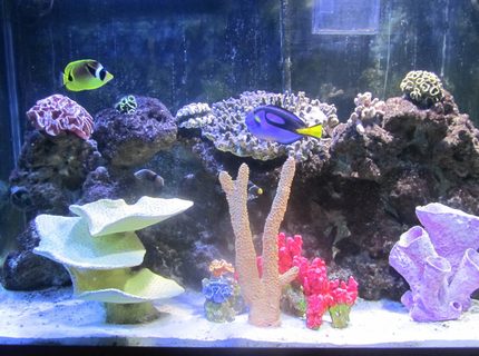 Rated #4: 150 Gallons Saltwater Fish Tank - Front View Rated #4: 150 Gallons Saltwater Fish Tank - Front View