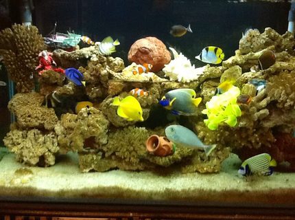 Rated #5: 90 Gallons Saltwater Fish Tank - My seawater fish tank Rated #5: 90 Gallons Saltwater Fish Tank - My seawater fish tank