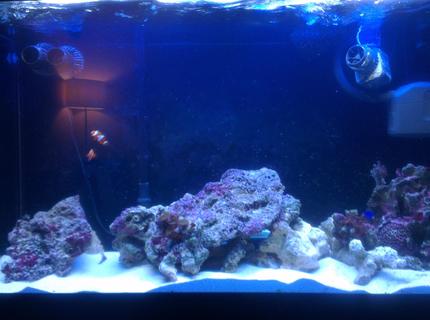 90 gallons saltwater fish tank (mostly fish, little/no live coral) - More rock added 90 gallons saltwater fish tank (mostly fish, little/no live coral) - More rock added