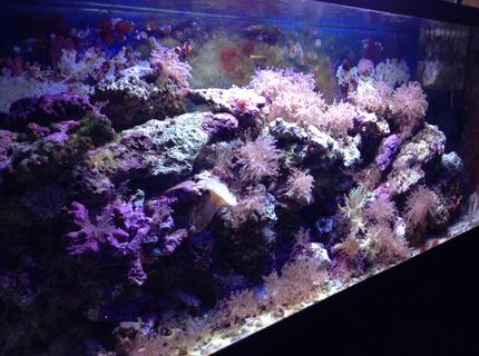 55 gallons saltwater fish tank (mostly fish, little/no live coral) - Tank 55 gallons saltwater fish tank (mostly fish, little/no live coral) - Tank