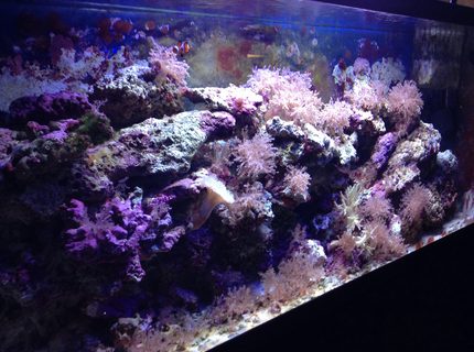 Rated #1: 55 Gallons Saltwater Fish Tank - Tank Rated #1: 55 Gallons Saltwater Fish Tank - Tank