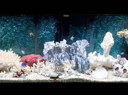 Rated #2: 125 Gallons Saltwater Fish Tank - Our little slice of the ocean! Rated #2: 125 Gallons Saltwater Fish Tank - Our little slice of the ocean!
