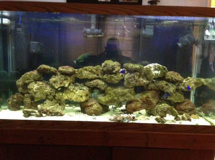 90 gallons saltwater fish tank (mostly fish, little/no live coral) - 90 gallon salt water tank w/live rock 90 gallons saltwater fish tank (mostly fish, little/no live coral) - 90 gallon salt water tank w/live rock