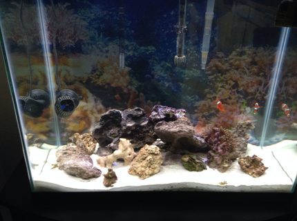 56 gallons saltwater fish tank (mostly fish, little/no live coral) - My tank 56 gallons saltwater fish tank (mostly fish, little/no live coral) - My tank