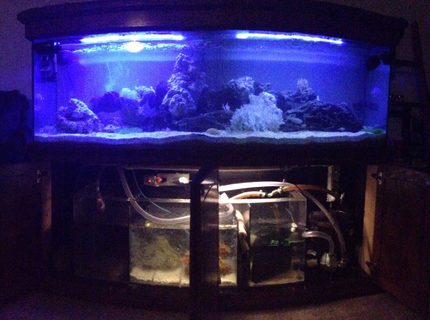 Rated #9: 120 Gallons Saltwater Fish Tank - Sump/Refugium addition is a success. Soon to come, REEF ! Rated #9: 120 Gallons Saltwater Fish Tank - Sump/Refugium addition is a success. Soon to come, REEF !
