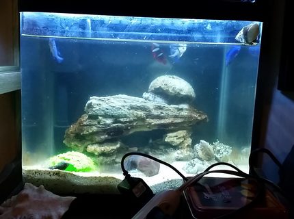 10 gallons saltwater fish tank (mostly fish, little/no live coral) - My starter tank. 10 gallons saltwater fish tank (mostly fish, little/no live coral) - My starter tank.
