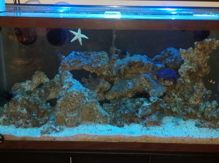 40 gallons saltwater fish tank (mostly fish, little/no live coral) - tank 40 gallons saltwater fish tank (mostly fish, little/no live coral) - tank