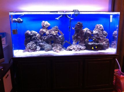 225 gallons saltwater fish tank (mostly fish, little/no live coral) - 225 gal saltwater fish tank one month 'old' 225 gallons saltwater fish tank (mostly fish, little/no live coral) - 225 gal saltwater fish tank one month 'old'