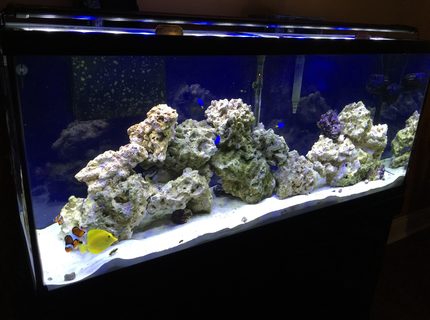Rated #3: 55 Gallons Saltwater Fish Tank - 55 gallon FOWLR Rated #3: 55 Gallons Saltwater Fish Tank - 55 gallon FOWLR