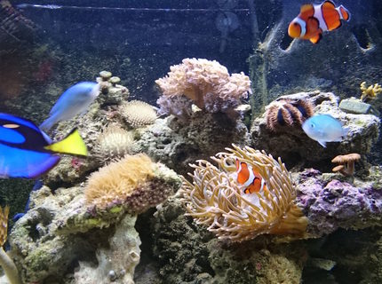 Rated #2: 11 Gallons Saltwater Fish Tank - fts Rated #2: 11 Gallons Saltwater Fish Tank - fts