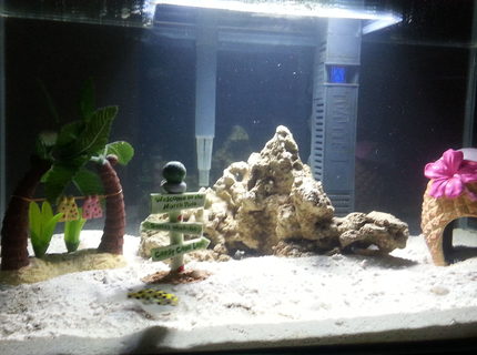 Rated #2: 75 Gallons Saltwater Fish Tank - 2x Green Spotted Puffer Rated #2: 75 Gallons Saltwater Fish Tank - 2x Green Spotted Puffer