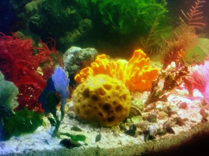 40 gallons saltwater fish tank (mostly fish, little/no live coral) - Just my 40 gallon breeder tank macroalgae and sponges 40 gallons saltwater fish tank (mostly fish, little/no live coral) - Just my 40 gallon breeder tank macroalgae and sponges