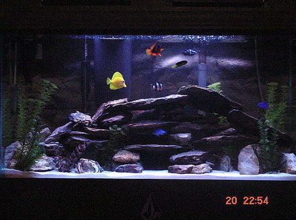 Rated #7: 45 Gallons Saltwater Fish Tank - my tank Rated #7: 45 Gallons Saltwater Fish Tank - my tank