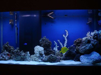 Rated #6: 90 Gallons Saltwater Fish Tank - 90 gallon with live rock and sand Rated #6: 90 Gallons Saltwater Fish Tank - 90 gallon with live rock and sand