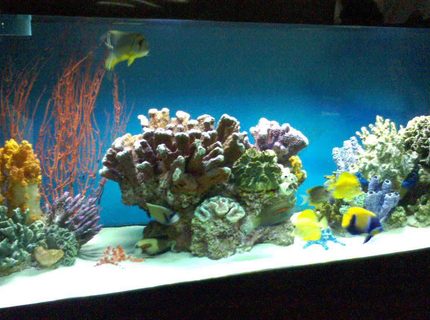 Rated #5: 180 Gallons Saltwater Fish Tank - 180 gallon tank Rated #5: 180 Gallons Saltwater Fish Tank - 180 gallon tank