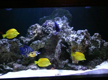 Rated #9: 190 Gallons Saltwater Fish Tank - 190 Rated #9: 190 Gallons Saltwater Fish Tank - 190