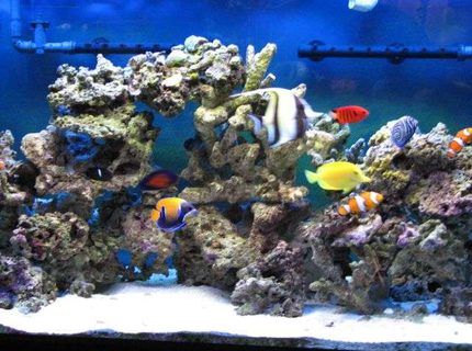 Rated #8: 90 Gallons Saltwater Fish Tank - My 90 Gallons Tank with fishes only Rated #8: 90 Gallons Saltwater Fish Tank - My 90 Gallons Tank with fishes only