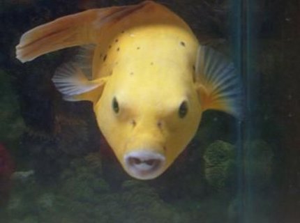 450 gallons saltwater fish tank (mostly fish, little/no live coral) - bumble bee my golden puffer... smiling for the camera....such a ham!!! 450 gallons saltwater fish tank (mostly fish, little/no live coral) - bumble bee my golden puffer... smiling for the camera....such a ham!!!