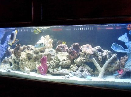 125 gallons saltwater fish tank (mostly fish, little/no live coral) - my 125 fish tank with 45 gallon sump 125 gallons saltwater fish tank (mostly fish, little/no live coral) - my 125 fish tank with 45 gallon sump