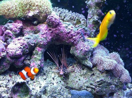 37 gallons saltwater fish tank (mostly fish, little/no live coral) - My kids 37 gallons saltwater fish tank (mostly fish, little/no live coral) - My kids