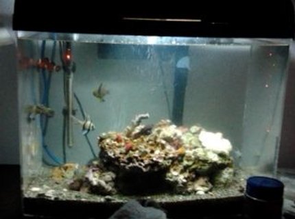 65 gallons saltwater fish tank (mostly fish, little/no live coral) - Salty 65 gallons saltwater fish tank (mostly fish, little/no live coral) - Salty