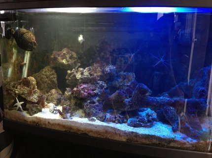 22 gallons saltwater fish tank (mostly fish, little/no live coral) - Here I have my fishbox currently housing:
1 Piccaso Triggerfish
1 Dwarf Zebra Lionfish
1 Aptasia Eating Filefish
1 Blue Spot Goby
1 Sand Shifting Starfish
2 Cleaner Shrimp
1 Peppermint Shrimp
1 Pistol Shrimp
3 Hermit Crabs
All very happy at the moment and enjoying their tank. 22 gallons saltwater fish tank (mostly fish, little/no live coral) - Here I have my fishbox currently housing:
1 Piccaso Triggerfish
1 Dwarf Zebra Lionfish
1 Aptasia Eating Filefish
1 Blue Spot Goby
1 Sand Shifting Starfish
2 Cleaner Shrimp
1 Peppermint Shrimp
1 Pistol Shrimp
3 Hermit Crabs
All very happy at the moment and enjoying their tank.