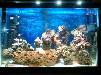 20 gallons saltwater fish tank (mostly fish, little/no live coral) - My 1st Saltwater Tank!!!! 20 gallons saltwater fish tank (mostly fish, little/no live coral) - My 1st Saltwater Tank!!!!
