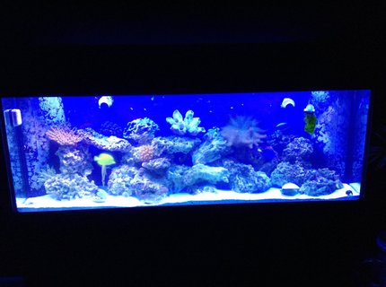 150 gallons saltwater fish tank (mostly fish, little/no live coral) - My 150 150 gallons saltwater fish tank (mostly fish, little/no live coral) - My 150