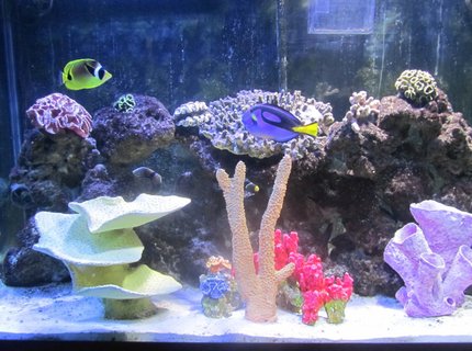 150 gallons saltwater fish tank (mostly fish, little/no live coral) - Front View 150 gallons saltwater fish tank (mostly fish, little/no live coral) - Front View