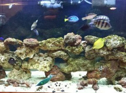 90 gallons saltwater fish tank (mostly fish, little/no live coral) 90 gallons saltwater fish tank (mostly fish, little/no live coral)