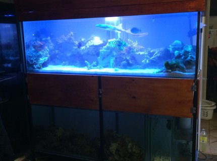 230 gallons saltwater fish tank (mostly fish, little/no live coral) - New setup 230 gallons saltwater fish tank (mostly fish, little/no live coral) - New setup
