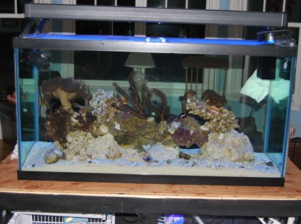 90 gallons saltwater fish tank (mostly fish, little/no live coral) - 90 gal display tank 90 gallons saltwater fish tank (mostly fish, little/no live coral) - 90 gal display tank